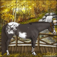 Horse Color:Smoky Black Sabino Frame Appaloosa