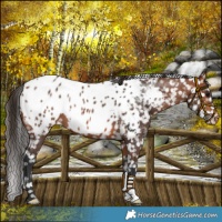 Horse Color:Bay Near Leopard 