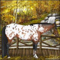 Horse Color:Bay Appaloosa