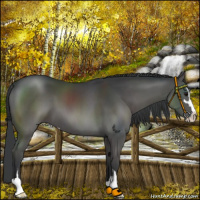 Horse Color:Black Sabino