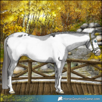 Horse Color:Black Frame Appaloosa 