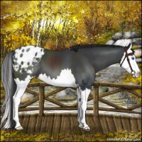 Horse Color:Black Sabino Splash Appaloosa 