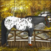 Horse Color:Black Appaloosa