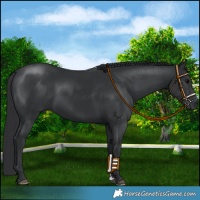 Horse Color:Black 