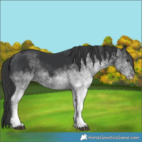 Horse Color:White Spotted Black 