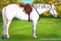 Horse Color:Red Dun Appaloosa 