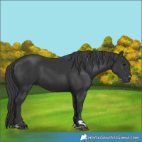 Horse Color:Black 