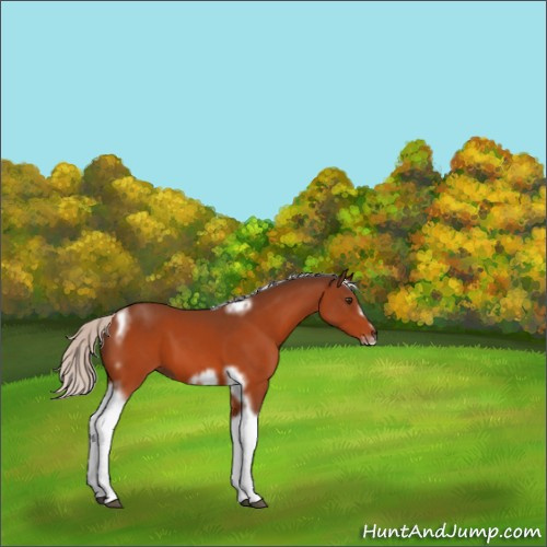 Horse Color:Silver Brown Tobiano Frame 