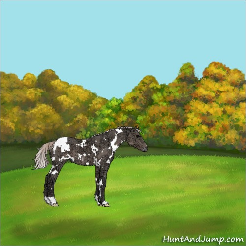 Horse Color:White Spotted Silver Black Ice 
