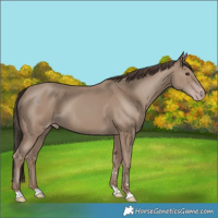 Horse Color:Classic Champagne 