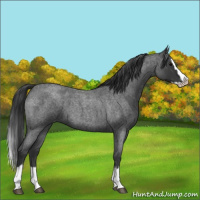 Horse Color:Blue Roan Splash 