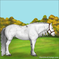 Horse Color:Grullo Sabino Splash Rabicano 