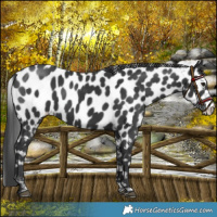 Horse Color:Black Near Leopard