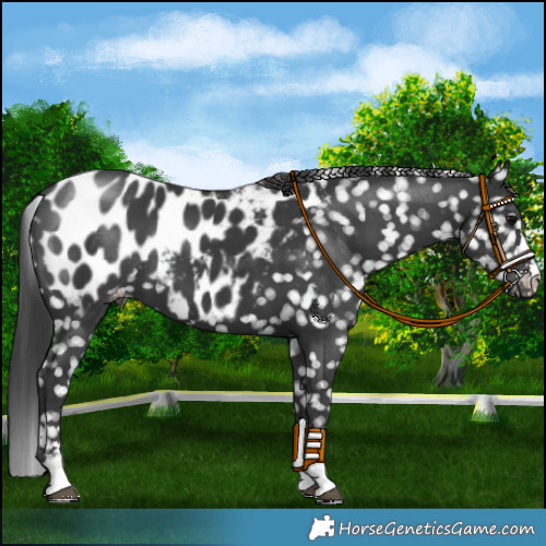 Horse Color:Black Appaloosa
