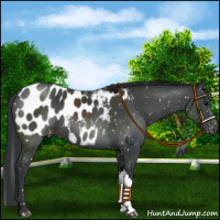 Horse Color:Black Appaloosa