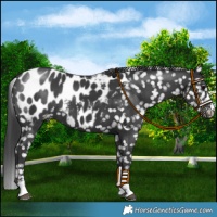 Horse Color:Black Appaloosa 