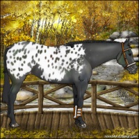 Horse Color:Black Appaloosa 
