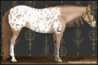 Horse Color:Black Pearl Blanket