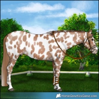 Horse Color:Black Pearl Near Leopard 