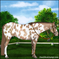 Horse Color:Black Pearl Appaloosa