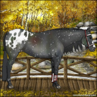 Horse Color:Black Appaloosa 