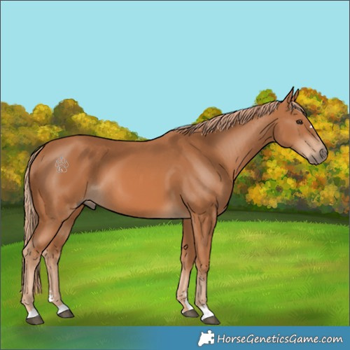 Horse Color:Chestnut 
