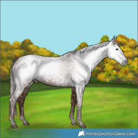 Horse Color:Gray Chestnut 