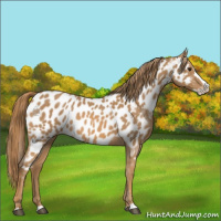 Horse Color:Red Roan Splash Appaloosa 