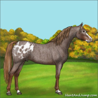 Horse Color:Gray Red Roan Splash Appaloosa 