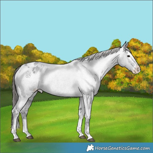 Horse Color:Blue Roan Splash Appaloosa 