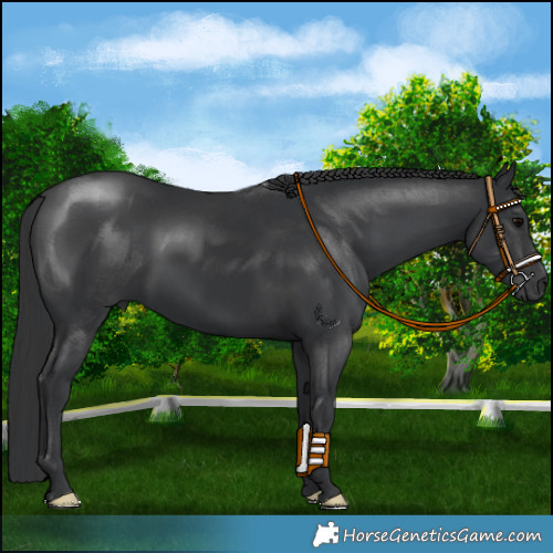 Horse Color:Black 
