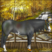 Horse Color:Black Sabino