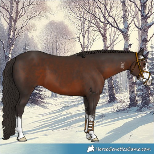 Horse Color:Liver Chestnut Sabino 