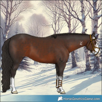 Horse Color:Liver Chestnut Sabino 