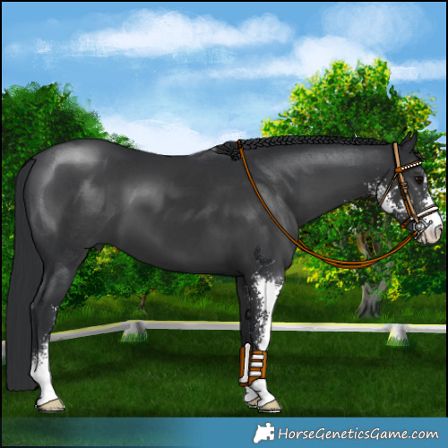 Horse Color:Black Sabino 