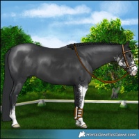 Horse Color:Black Sabino