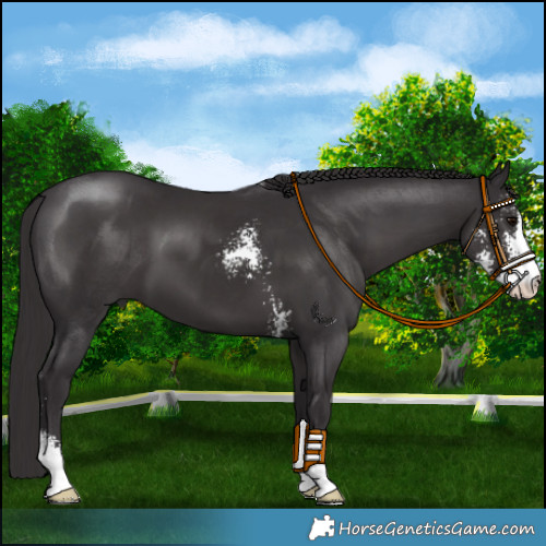 Horse Color:Smoky Black Sabino