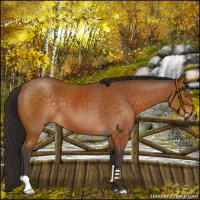 Horse Color:Buckskin 