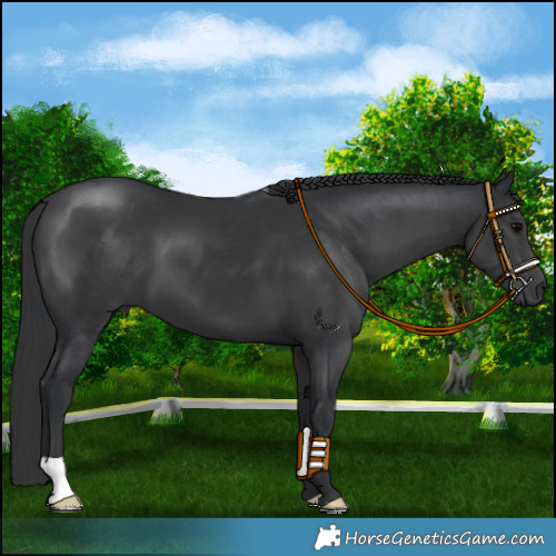 Horse Color:Black 