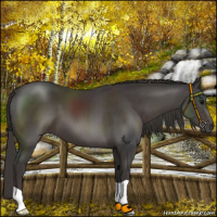 Horse Color:Smoky Black 
