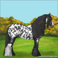 Horse Color:Black Appaloosa 