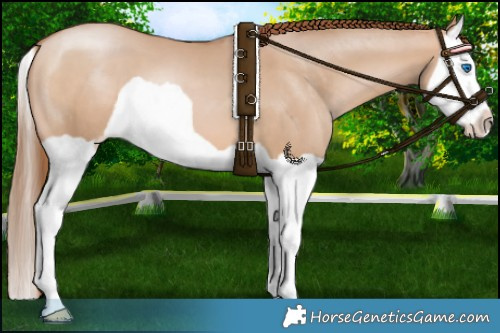 Horse Color:Bay Pearl Dun Splash 