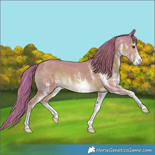 Horse Color:Watercolor White Spotted Chestnut 