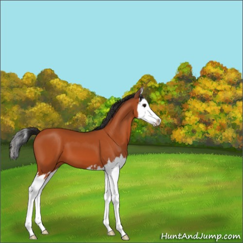 Horse Color:Bay Splash 