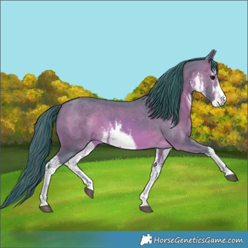 Horse Color:Watercolor White Spotted Bay 