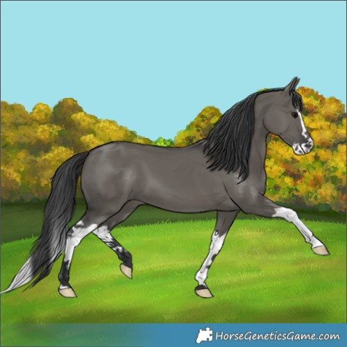 Horse Color:Grullo Splash 