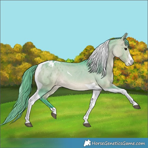 Horse Color:Watercolor Bay Tobiano Appaloosa 