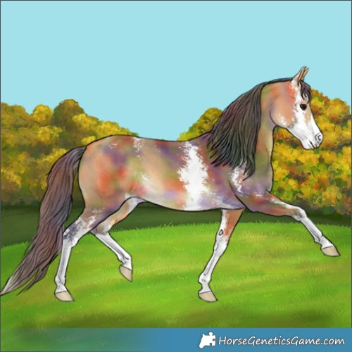 Horse Color:Nacre Buckskin Sabino 