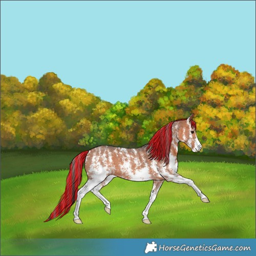 Horse Color:Painted Bay Sabino 