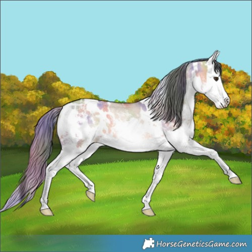 Horse Color:Nacre White Spotted Bay Dun Sabino Splash Rabicano 